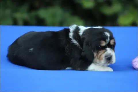 Basset Hound  Chiot 6 De La Flamme Sacrée D'Hestia photo 3