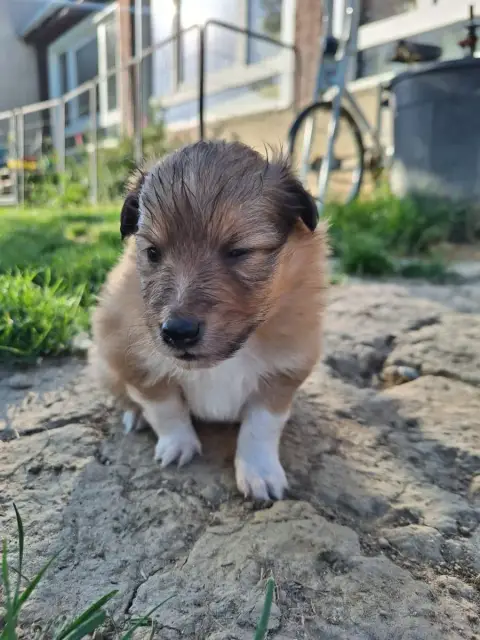 Shetland Sheepdog  Bridget (Collier) De La Chambrette bd541