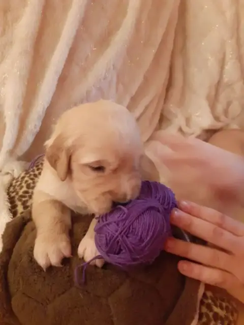Golden Retriever  Violet De Miss Havana