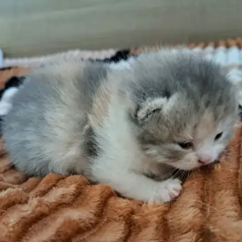 Chatons Scottish Straight