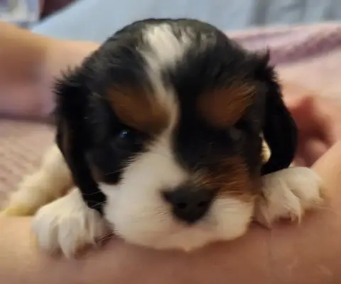 Cavalier King Charles Spaniel  Chiot N°2 Du Domaine D 2891d