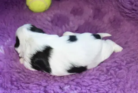 Shih Tzu  Chiot 4 B................ De La Maison Du R 3269a photo 2