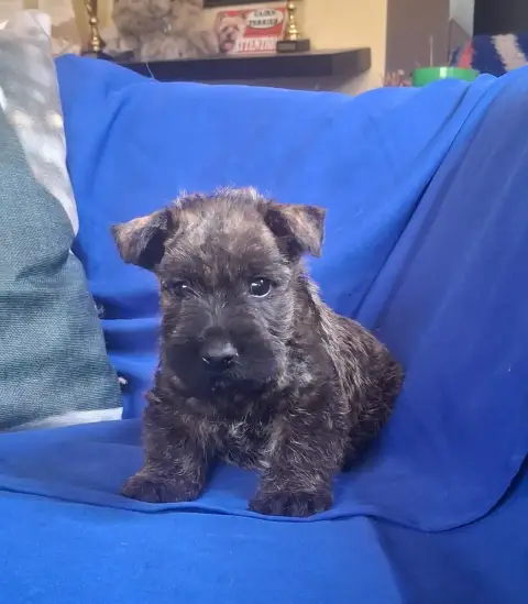 Scottish Terrier  B... Du Harpouy D'Auzan