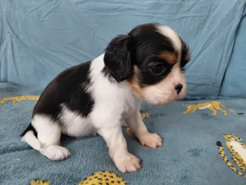 Cavalier King Charles Spaniel  Ft1 De La Horde Royale b17d9 photo 3