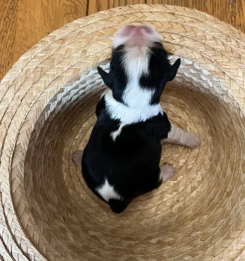 Cavalier King Charles Spaniel  Chiot 3 De La Montagne 8c416
