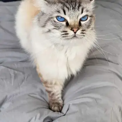 Mâle Ragdoll Quadruple Champion