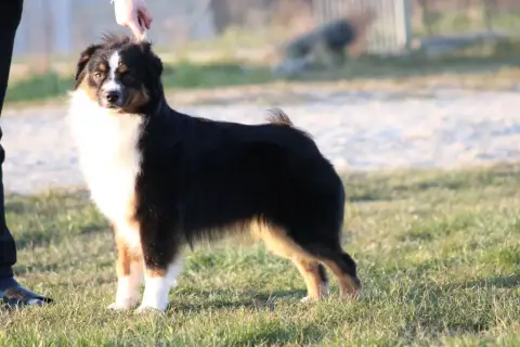Berger Américain Miniature  Chiot 8 In Parigi