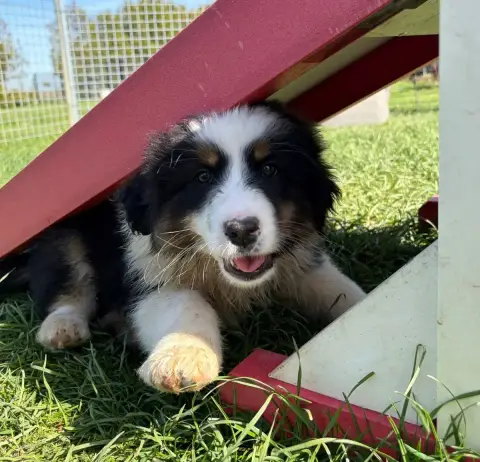 Berger Australien  Chiot N°3 Des Gardiens D'Athéna