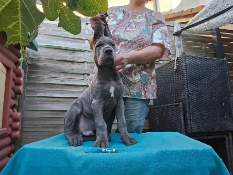 Dogue Allemand  Baboon Magique De La Guilde Des Néphi 4b15c