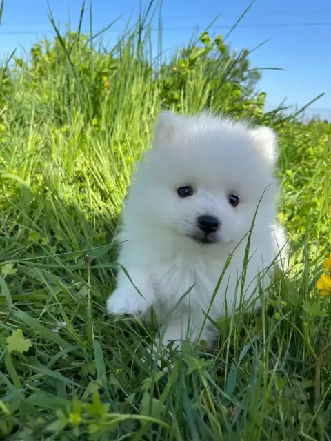 Spitz Japonais  Chiot N°4 De Jerrie Black photo 3