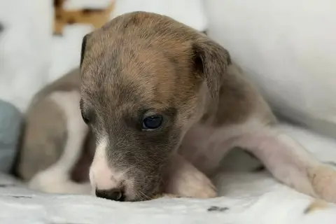 Whippet  Babouchka De La Bastie D'Hucaroc photo 3