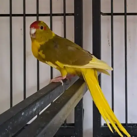 Kakariki