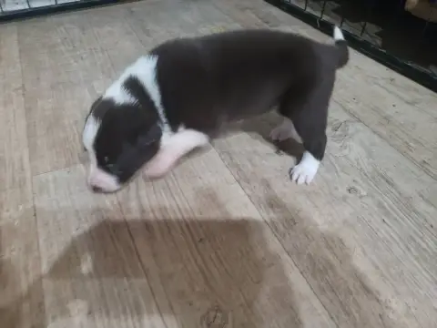 Border Collie 
                        Femelle Rouge  2fc14