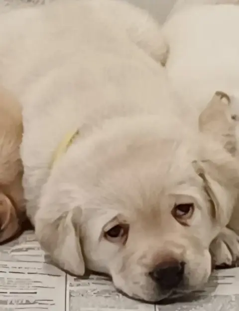 Adopter Labrador Retriever 
                        Bella Des 6c32b