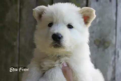 Berger Blanc Suisse  Collier Bleu Du Domaine De Nox'W ef4af photo 2