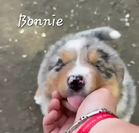 Berger Australien  Bonnie photo 3
