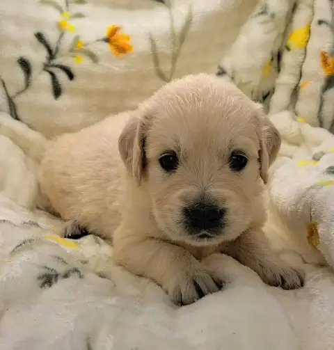 Golden Retriever  Boulette