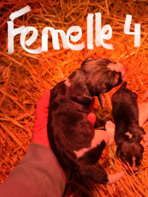 Beagle