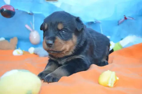 Rottweiler  Collier Bleu Clair Des Gardiens De Feu