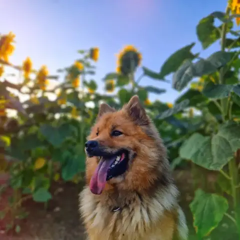Eurasier  Vert Des Cerberes De Gaïa photo 2
