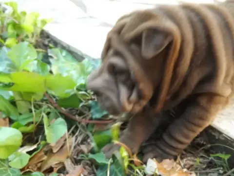Shar Pei  Aribo Du Dharma De Gautama photo 2