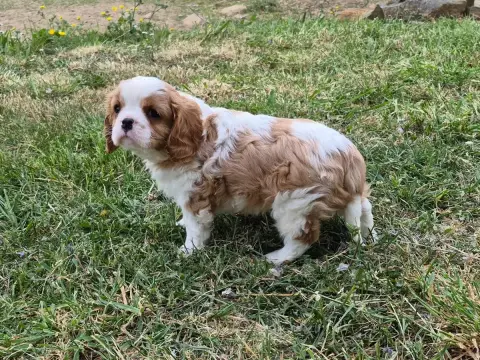 Cavalier King Charles Spaniel  Balto De Paline photo 2
