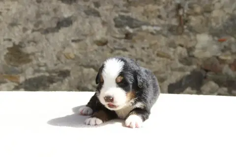 Bouvier Bernois  Chiot 2 De La Vallée De L'Hyrome photo 2