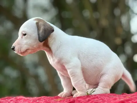 Jack Russell Terrier  Chiot N°1 Du Domaine Des Pattes 7b588 photo 2