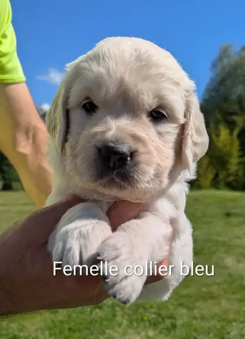 Golden Retriever photo 2