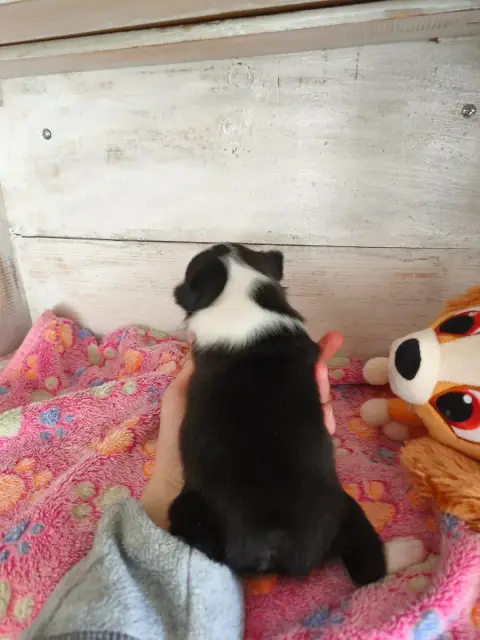 Boston Terrier  Chiot N°1 photo 2