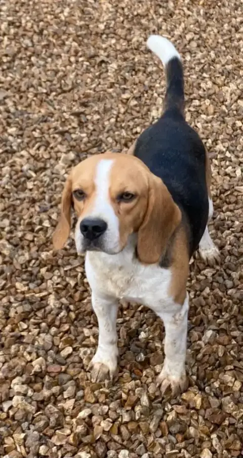 Beagle  Chiot 4 Collier Noir Corsicahusky photo 2