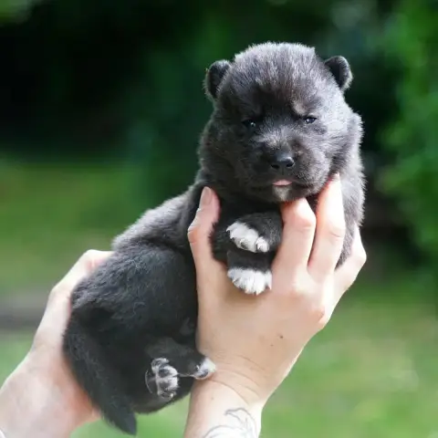 Siberian Husky  Big Bang Théory Des Etoiles Des Glaci 65a74