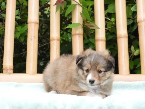 Shetland Sheepdog  Chiot N°5 Du Sapin Vert photo 3