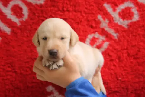 Labrador Retriever  Chiot N°6 Brush Master