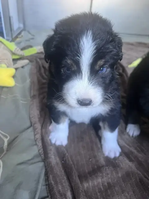 Berger Australien  Chiot 7 Des Montagnes De Leuriou c7ed0