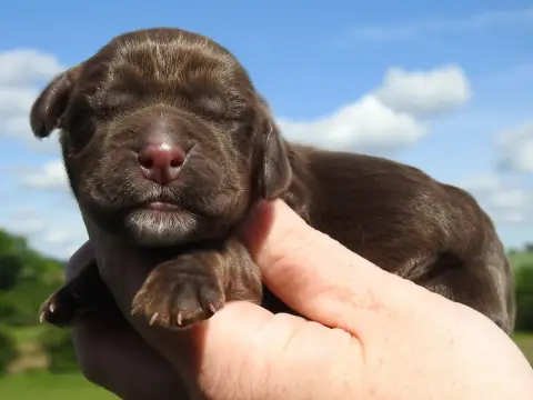 Cocker Spaniel Anglais