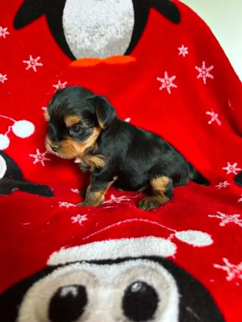 Yorkshire Terrier photo 2