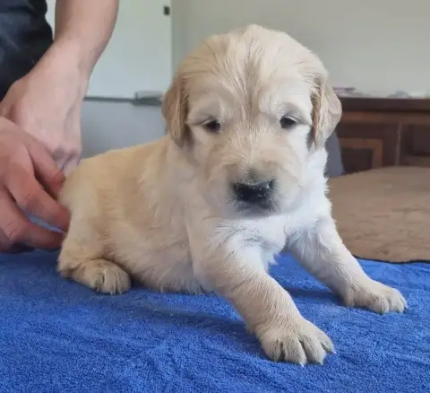 Golden Retriever  Chiot N°3 Des Hirondelles Du Voyage 5bf05