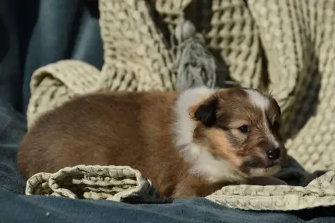 Shetland Sheepdog  Chiot N°5 Des Collines De Sagne photo 2