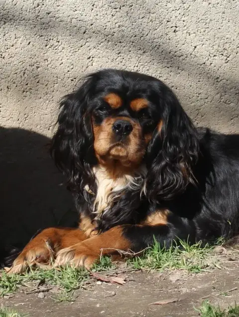 Cavalier King Charles Spaniel  Chiot N°1 Des Grands R e922b photo 2