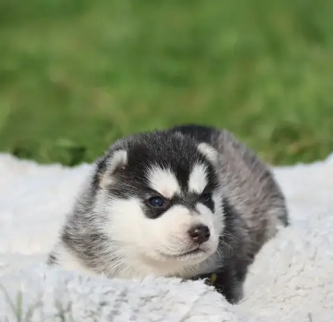 Siberian Husky  Black Ball De Daybreak Northern photo 3