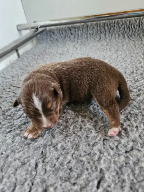Berger Australien  Chiot 4 Of Luna'S Farm photo 3