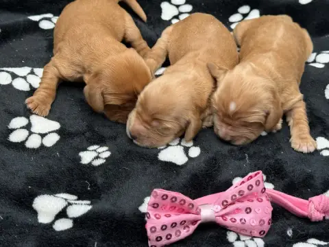 Cocker Spaniel Anglais  Chiot N°6 Des Joyaux Des Ki M 7a167