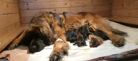 Leonberger  Chiot 3 Nagybobanya