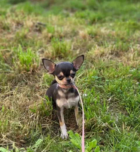 Chihuahua  Chiot N°2 D'Oclair Des Loups