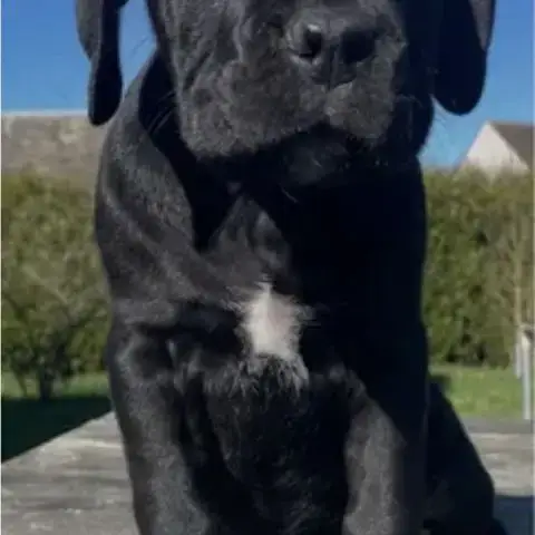 Chiots Cane Corso Lof