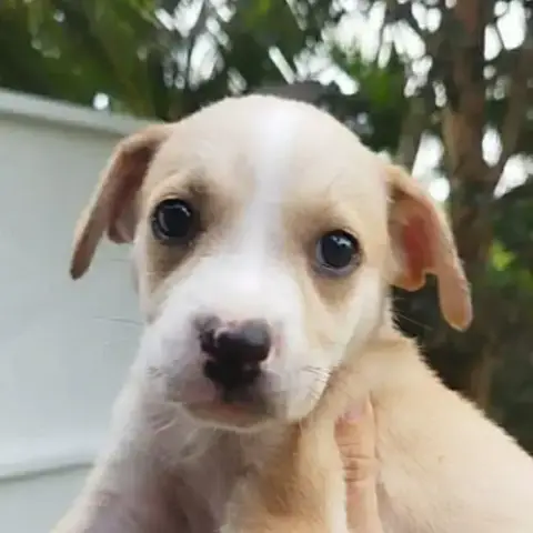 Maya La Belle