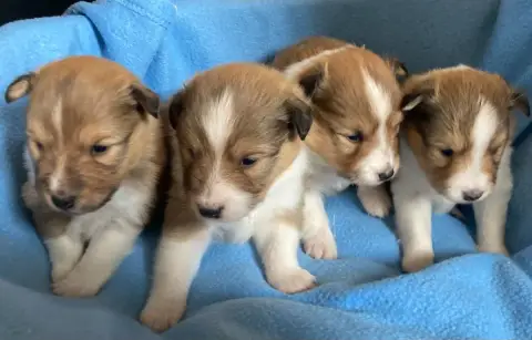 Shetland Sheepdog  Chiot N°3 Des Collines De Diwan