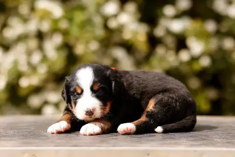 Bouvier Bernois  Chiot 5 De La Vallée De L'Hyrome photo 3