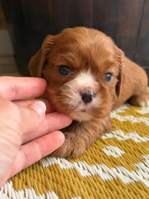 Cavalier King Charles Spaniel  Bérénice De La Cour De 4b32d photo 2